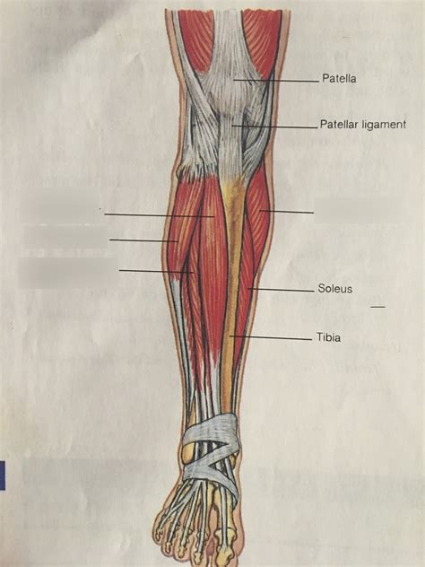 Anterior Right Leg Muscles Anatomy Diagram Quizlet