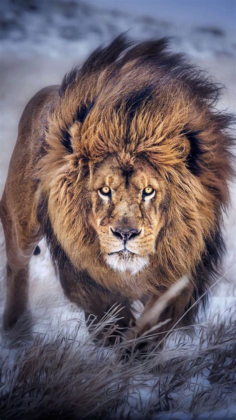 A Majestic Lion Rpics