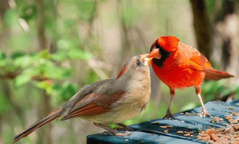 What Does It Mean When You See A Cardinal Symbolism And Meaning