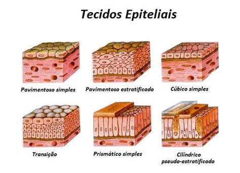 O Tecido Epitelial é Um Dos Principais Grupos De Tecidos Celulares