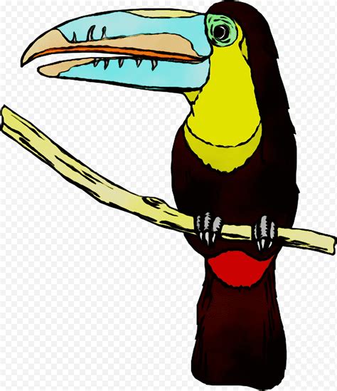 Hornbill Bird Toucan Beak Cartoon Piciformes Coraciiformes Png
