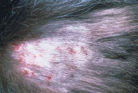 Feline Miliary Dermatitis Eczema Free Skin