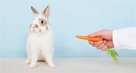 Can Rabbits Eat Carrots Daily Or Just As A Special Treat