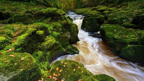 Stream And Moss Covered Rocks In Forest