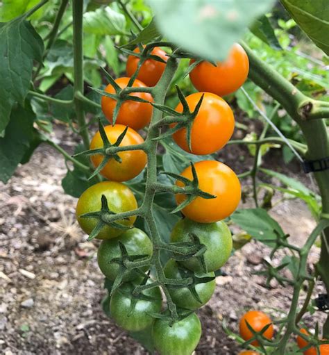 Esterina Cherry Tomato Plant Start — Sunny Lane Farm