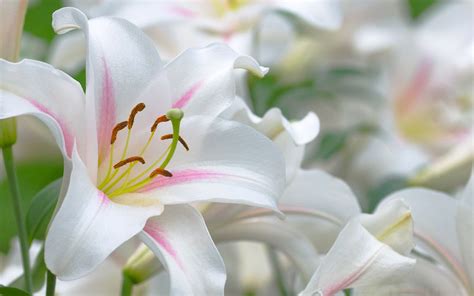 Lily Top Flower Images Download Wallpaper 1920x1080 Lily Flower