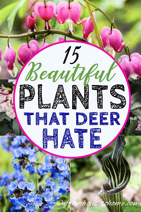 Deer Resistant Shade Plants 15 Beautiful Perennials And