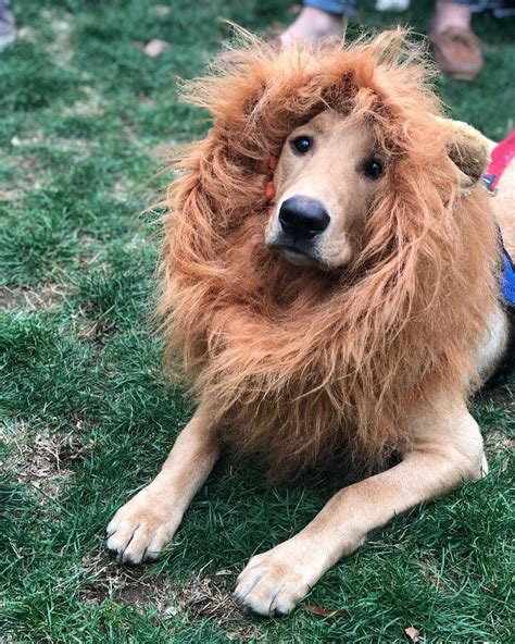 10 Best Halloween Costumes For Large Dogs Pictures Dog Halloween