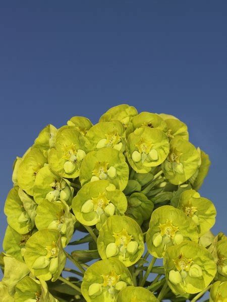 Keep the plant in a bright and warm location that is shaded. Stem Rot on a Crown of Thorns Plant | Home Guides | SF Gate
