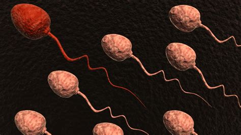 Spermcheck Understanding The Semen Analysis For Fertility Empowher