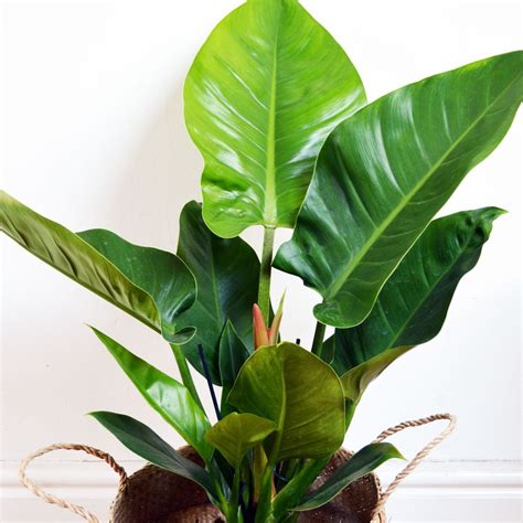 Philodendron Imperial Green Philodendron Erubescens — Gardenshop