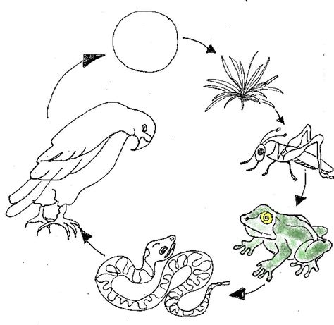 Food Web Drawing Sketch Coloring Page