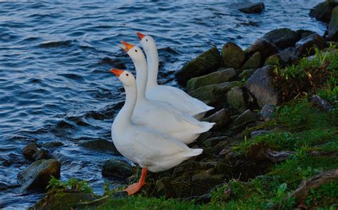 Free Images : nature, outdoor, wilderness, animal, fly, wildlife, wild