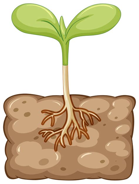 Growing Plant Clip Art