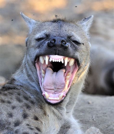 Hyena 15 Of The Biggest Animal Chompers Fun Fact The