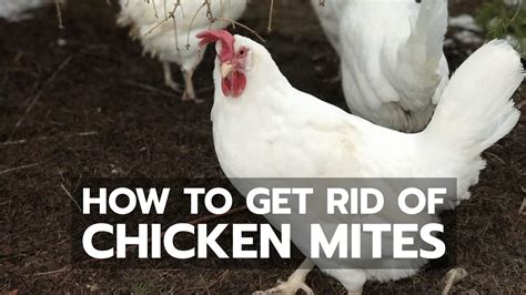 How To Get Rid Of Chicken Mites Youtube