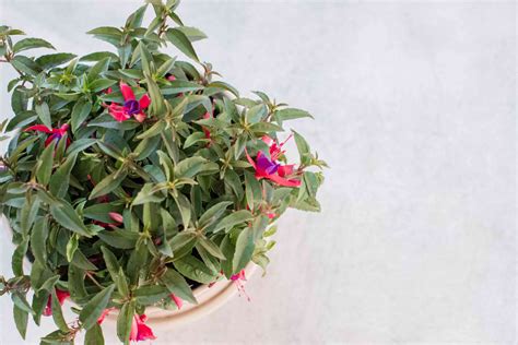 How To Grow And Care For Fuchsias Indoors