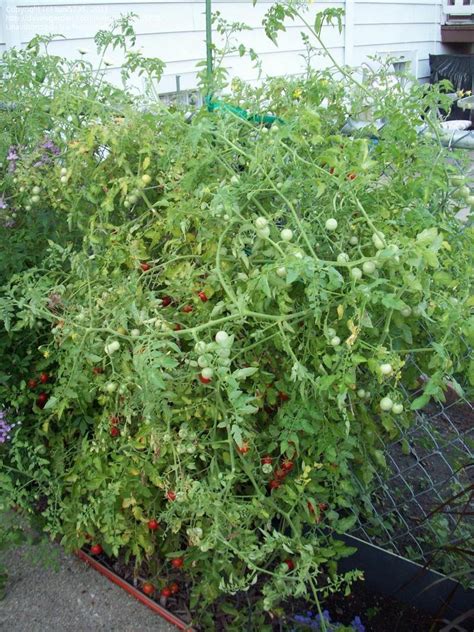 Plantfiles Pictures Tomato Pokusa Lycopersicon Lycopersicum 1 By