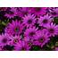 Purple Osteospermum African Daisies Hd Desktop Backgrounds Free 