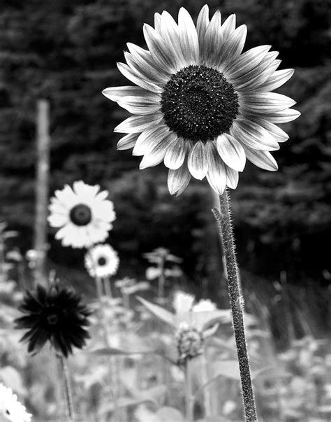 Sunflowers In Field Black White Art Photography Print 16x20