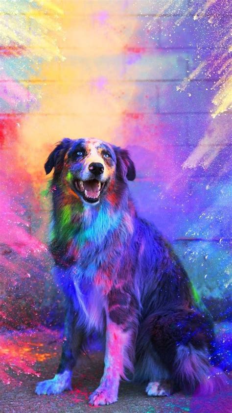 Free Download 52 Wallpaper Dog On 564x1002 For Your Desktop Mobile