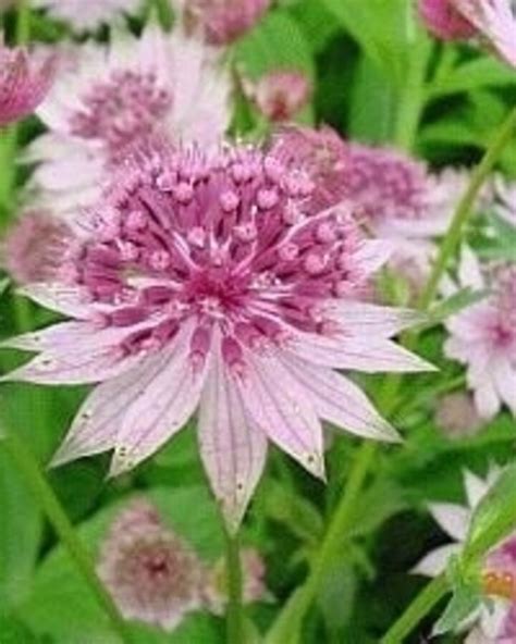 Astrantia Major Roma Zeeuws Knoopje Vaste Plant De Batterijen