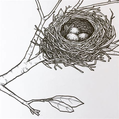 25 Nest Drawing Tembelek Bog