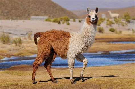 Differences Between Llamas And Alpacas Wild Animal Safari