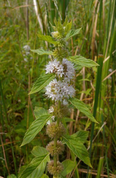 Field Mint Mentha Arvensis