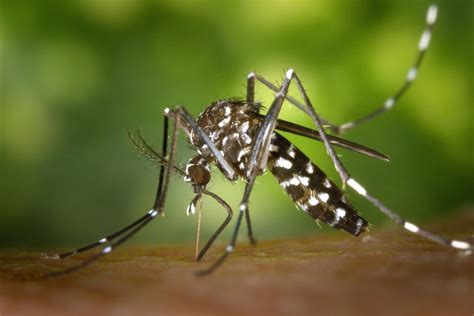 First Human Case Of West Nile Virus This Year Found In Region Orillia