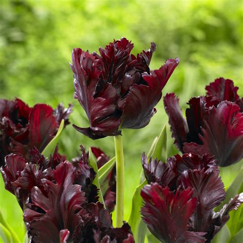 Top Performing Tulips Plant These Timeless Favorites Longfield Gardens