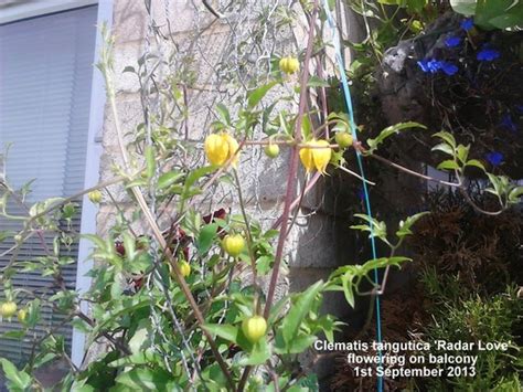 Maybe you would like to learn more about one of these? Clematis tangutica 'Radar Love' flowering on balcony 01-09 ...