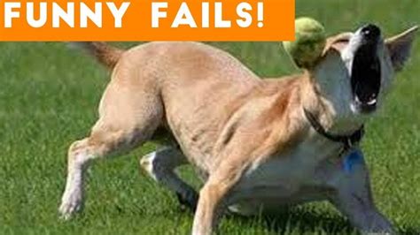 Funniest Animal Fails Compilation 2020 Try Not To Laugh Animal World