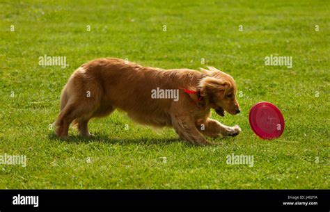 Playing Golden Retriever Catching Frisbee On Green Grass Stock Photo