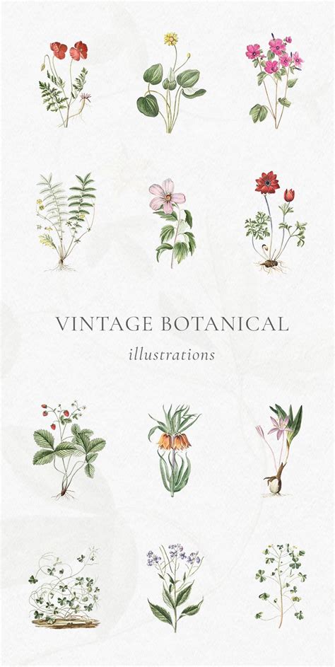 Hortus Romanus Illustrations Botanical Flowers Print Botanical