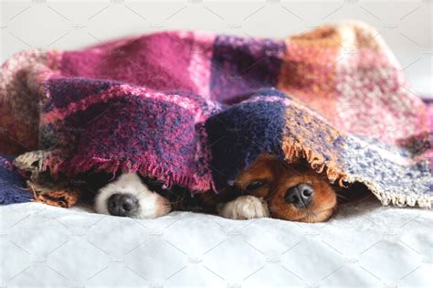 Two Dogs Under The Blanket Dog Photography Creative Sleeping Dogs