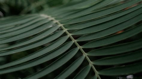 Palm Branch Macro Leaves Plant 4k Hd Wallpaper