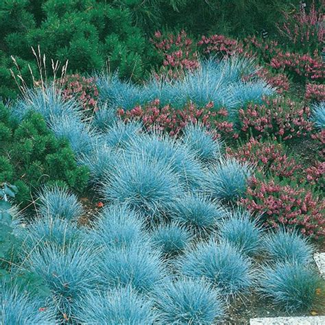Elijah Blue Fescue Grass Hardy Festuca Gallon Pot Hirts Gardens