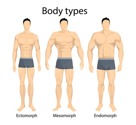 We did not find results for: Who Was William Sheldon? Explore Your Physical Somatotype ...