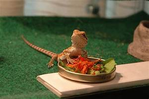 What To Feed Your Bearded Dragon