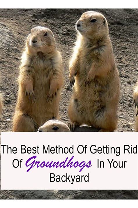 The Best Method Of Getting Rid Of Groundhogs In Your Backyard Dog