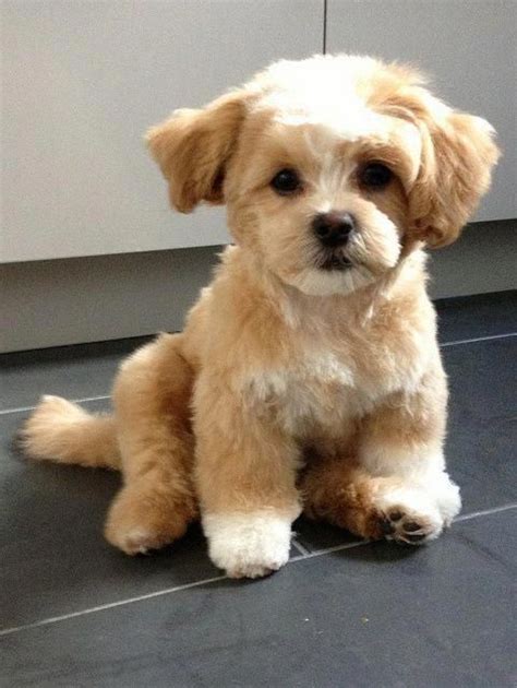 Shih Tzu Facts Teddy Bear Puppies Fluffy Puppies Puppies