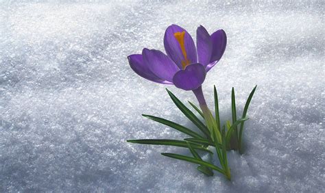 Crocus In The Snowalways Lets Me Know Spring Is Around The Corner