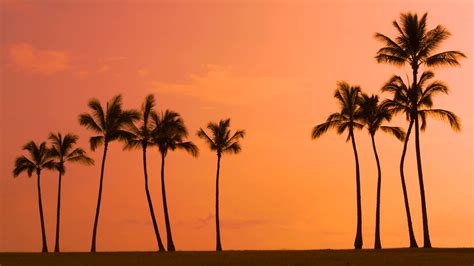 Tropical Sunset Sky With Palm Trees Silhouette In Hawaii