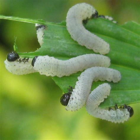 Gailhampshire from cradley, malvern, u.k. Solomon's Seal Sawfly Larvae