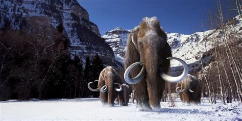 Scientists Plan To Resurrect The Woolly Mammoths Video Did That