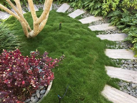 No Mow Grass Transforming Gardens Gold Coast Landscape