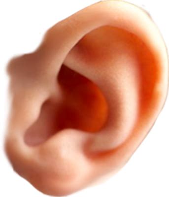 Ear PNG Vector Images With Transparent Background TransparentPNG