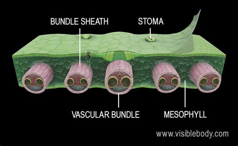 Vascular Bundle In Leaf Astonishingceiyrs