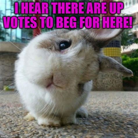 32 Baby Rabbit Memes Factory Memes